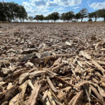 Shuffield Land Clearing & Services-Cameron