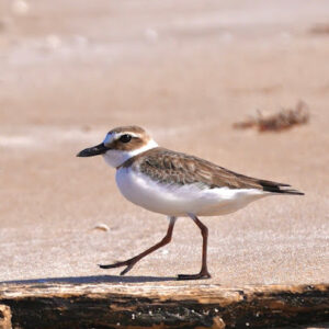 Sargent Beach Access-Sargent