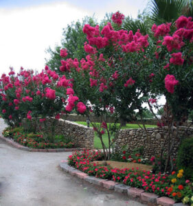 Sanford Irrigation-Uvalde
