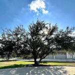 Danna Tree & Lawn Service-Kingsland