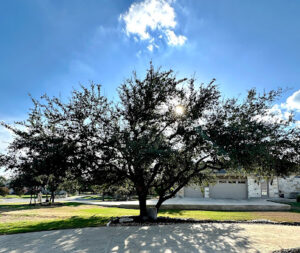 Danna Tree & Lawn Service-Kingsland