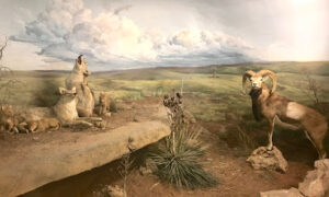 Lake Meredith Aquatic and Wildlife Museum-Fritch