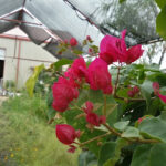 Blue Water Nursery & Irrigation-Kingsland