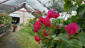 Blue Water Nursery & Irrigation-Kingsland