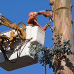 Tree World Nursery And Landscaping-Wolfforth