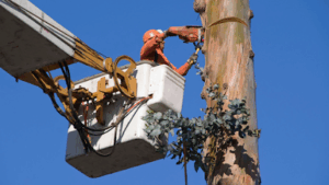 Tree World Nursery And Landscaping-Wolfforth